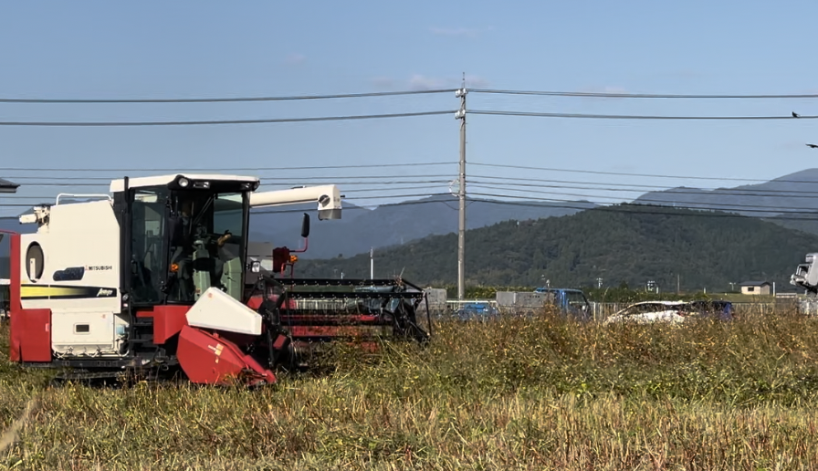 そばの実の収穫風景