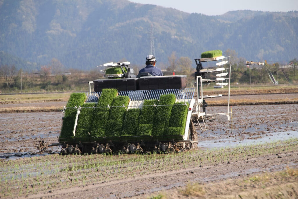 秋の収穫に向けて田植えをしていきます